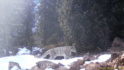 Снежные барсы попали в объектив фотоловушки на Кольсайских озёрах