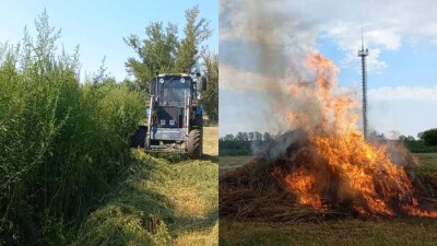 Спортшкола в Костанае зарастала коноплёй, пока не приехала полиция