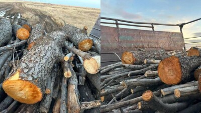 Сельчане вырубили краснокнижные деревья на дрова в Актюбинской области