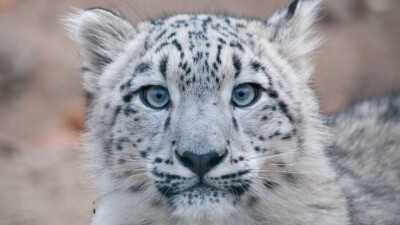 Снежные барсы живут в черте города Алматы