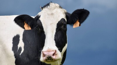 В Туркестанской области фермеры начали массово распродавать скот из-за подорожания кормов