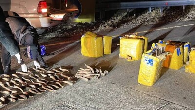 100 кг рогов сайги изъяли у браконьеров в Жетысуской области