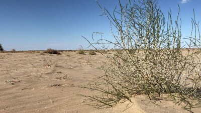 350 тысяч гектаров дна Аральского моря засадили саксаулом, чтобы спасти водоём