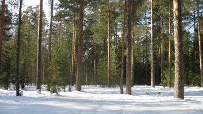 Депутат о лесных пожарах: Природоохранные учреждения напоминают музей советской техники 70-х