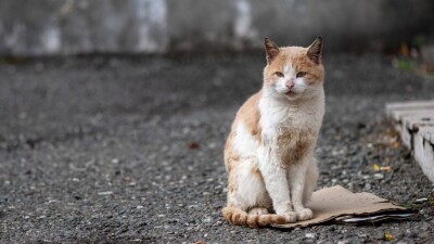В Казахстане появилась горячая линия по вопросам защиты животных