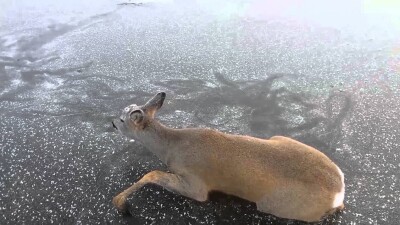 "Если не съедят, то затопчут". Фермеры СКО боятся остаться без урожая из-за голодных косуль