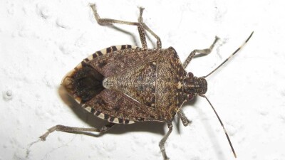 Почему в Алматы не могут победить древесных клопов, несмотря на обработки