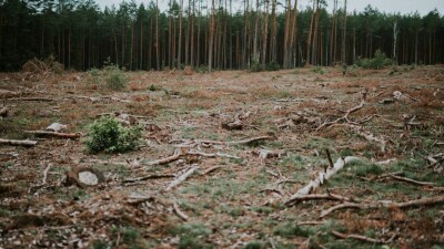 В Казахстане с начала года незаконно вырубили лес на 429 млн тенге