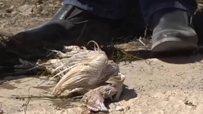 "В канале плавают трупы". Туркестанцы жалуются на грязную питьевую воду
