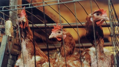 Субсидий нет, корма дорогие: 12 птицефабрик Казахстана прекратили свою работу