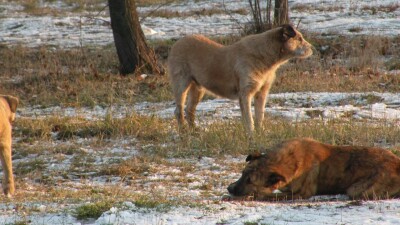 "Это вопрос нашей ответственности". Досаев обозначил позицию акимата по бездомным животным