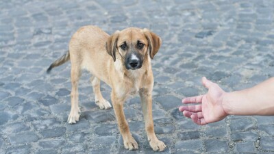 "Мы вообще нищие": в Астане оштрафовали приют, которому не на что купить корм животным