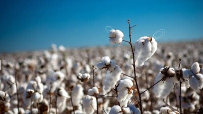 Дорогое дизтопливо и нехватка субсидий: 400 фермеров собрались у акимата Туркестанской области