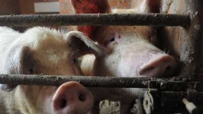 Жители села в Павлодарской области требуют перенести подальше от них свиноферму