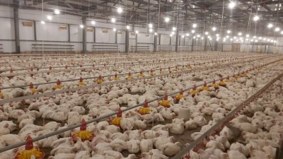 Яйца и мясо птицы могут ещё сильнее подорожать в Казахстане из-за дефицита кормов
