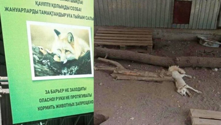 "Она как на курорте": сотрудники карагандинского зоопарка прокомментировали скандал с лисой