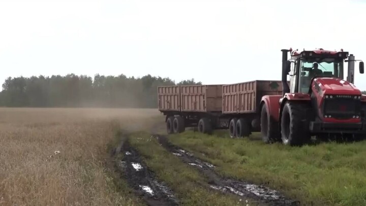 Из-за непогоды фермеры из СКО не могут собрать урожай зерновых