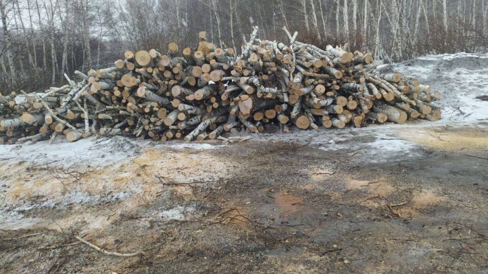 В национальном природном парке Бурабай незаконно вырубили деревья