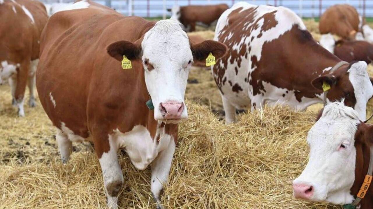 Случаи массового заражения бруцеллёзом среди крупного рогатого скота регистрируют в СКО