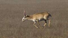 465 сайгачьих рогов изъяли у жителя ЗКО