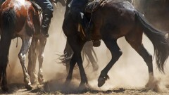 Участников хулиганского кокпара в Алматинской области арестовали на 10 суток