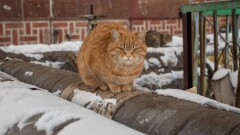 Дожди, снег и ночные морозы до -22°C ожидаются в Казахстане