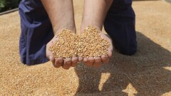 РЖД предлагает Казахстану на 40% снизить транзитный тариф на перевозку зерна