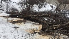 Виновные в незаконной вырубке яблонь в предгорьях Алматы должны будут высадить 3150 новых деревьев