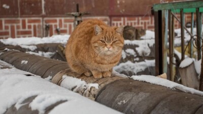 Дожди, снег и ночные морозы до -22°C ожидаются в Казахстане