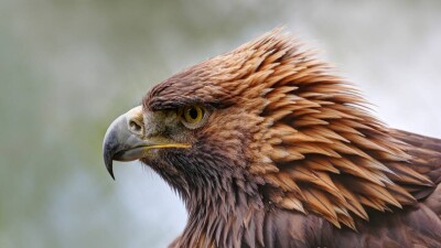 Казахстан ежегодно теряет 888 млн тенге из-за гибели краснокнижных птиц на сетях ЛЭП