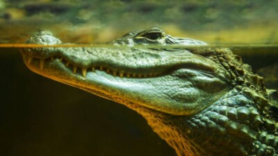 57 детёнышей нильского крокодила пытались незаконно ввезти в Узбекистан