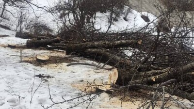 Виновные в незаконной вырубке яблонь в предгорьях Алматы должны будут высадить 3150 новых деревьев