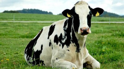 Из-за неправильных коров у фермеров из Павлодарской области хотят отобрать субсидии