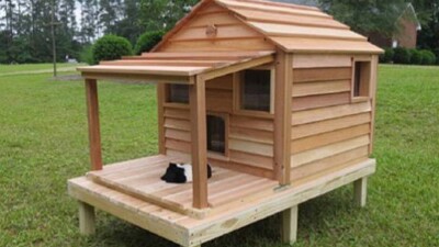 Домики для бездомных кошек и собак установят в Алматы