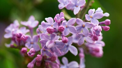 Сирень зацвела в Ботаническом саду Алматы