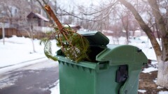 Жителям Петропавловска запретили выбрасывать ёлки в мусорные баки