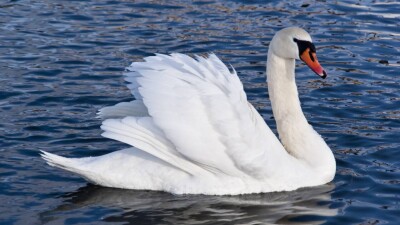 Десять мёртвых лебедей обнаружили в озере Караколь в Мангистауской области