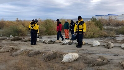 Минэкологии: Причины смерти найденных на берегу Каспия тюленей выяснят через две недели