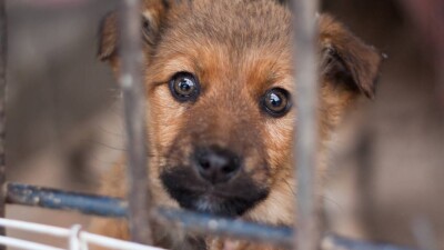 77% отловленных с улиц Алматы собак нашли хозяев, утверждают в акимате. Так ли это?