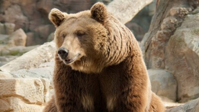 Медведь убил работника зоопарка в Узбекистане