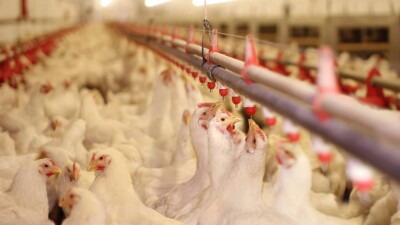 В незаконном повышении цен заподозрили две птицефабрики в Алматинской области