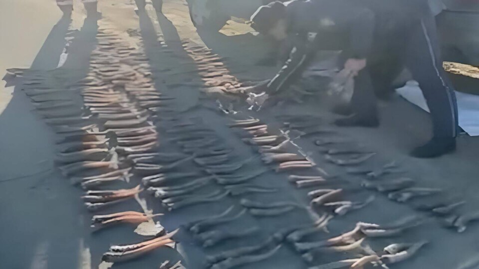 Более 1000 рогов сайгаков изъяли в Актюбинской области