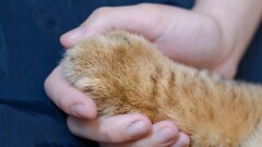 "Забил кота шваброй до смерти". В Актау расследуют факт жестокого обращения с животным