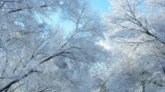 Прогноз погоды на 28 января: снег ожидается на севере и востоке Казахстана