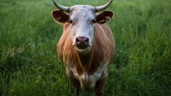 Бруцеллёз выявили у свыше 17 тысяч сельхозживотных Казахстана