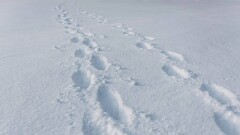 Какая площадь территории Казахстана остаётся покрытой снегом, рассказали в "Казгидромете"
