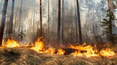 Число жертв лесного пожара на острове Мауи достигло 80 человек. На острове могли не прозвучать сирены
