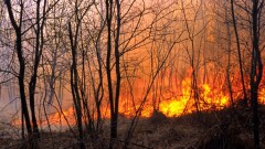 В Испании 600 человек эвакуировали из-за лесных пожаров