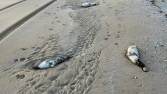 Туши тюленей и осетровых рыб обнаружили на берегу Каспия