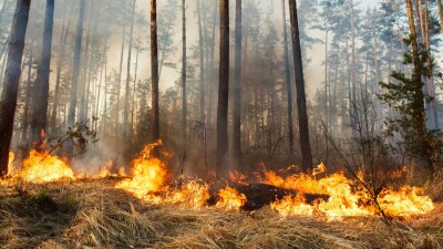 Число жертв лесного пожара на острове Мауи достигло 80 человек. На острове могли не прозвучать сирены
